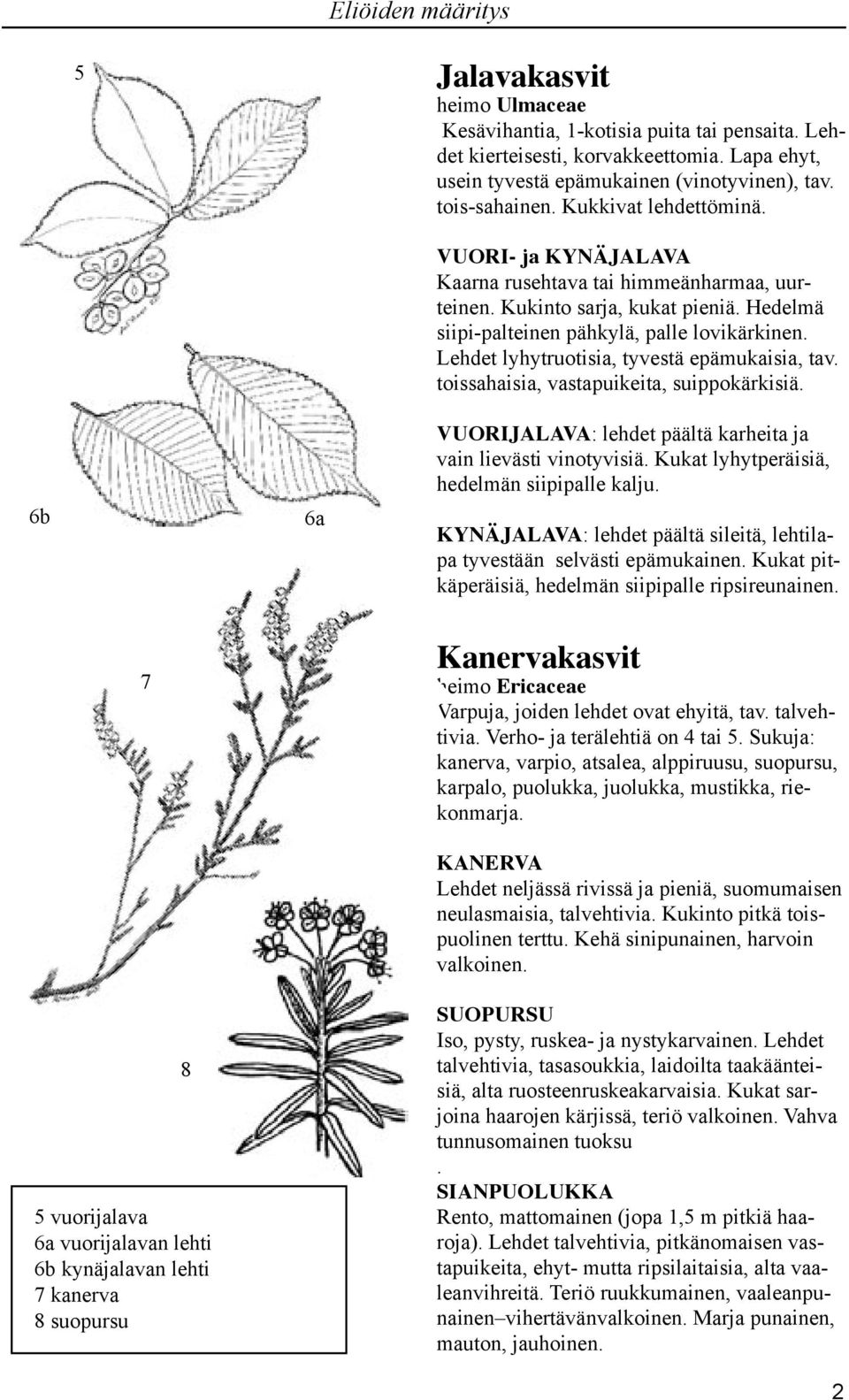 Lehdet lyhytruotisia, tyvestä epämukaisia, tav. toissahaisia, vastapuikeita, suippokärkisiä. VUORIJALAVA: lehdet päältä karheita ja vain lievästi vinotyvisiä.