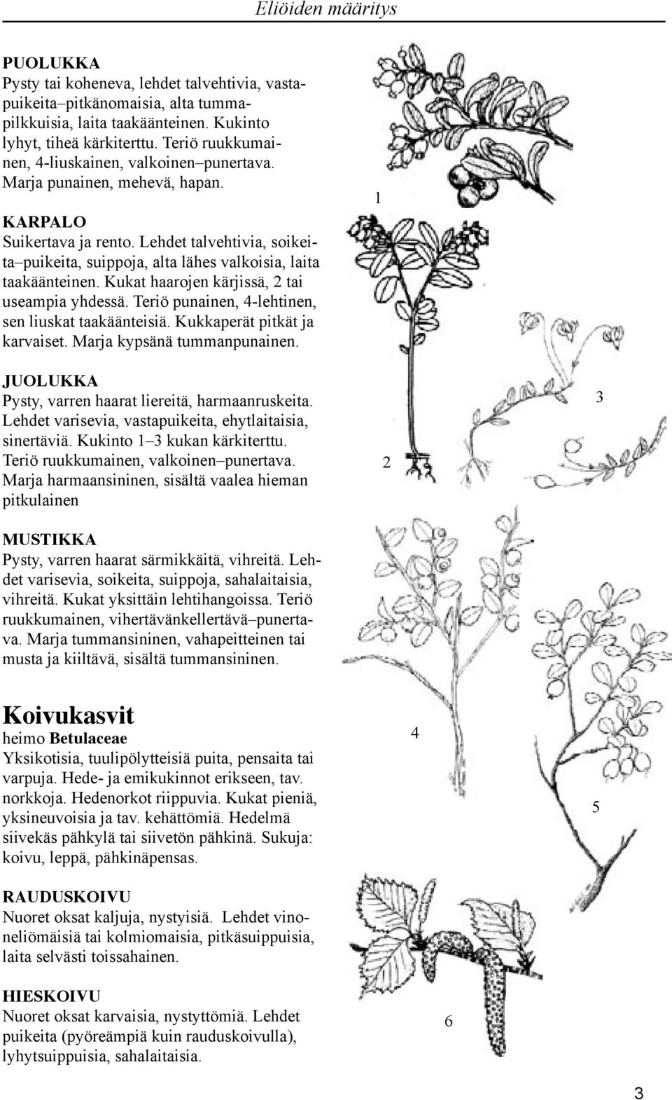 Lehdet talvehtivia, soikeita puikeita, suippoja, alta lähes valkoisia, laita taakäänteinen. Kukat haarojen kärjissä, tai useampia yhdessä. Teriö punainen, -lehtinen, sen liuskat taakäänteisiä.