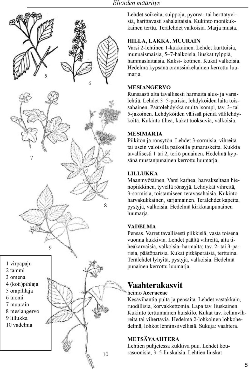 Hedelmä kypsänä oranssinkeltainen kerrottu luumarja. MESIANGERVO Runsaasti alta tavallisesti harmaita alus- ja varsilehtiä. Lehdet 5-parisia, lehdyköiden laita toissahainen.