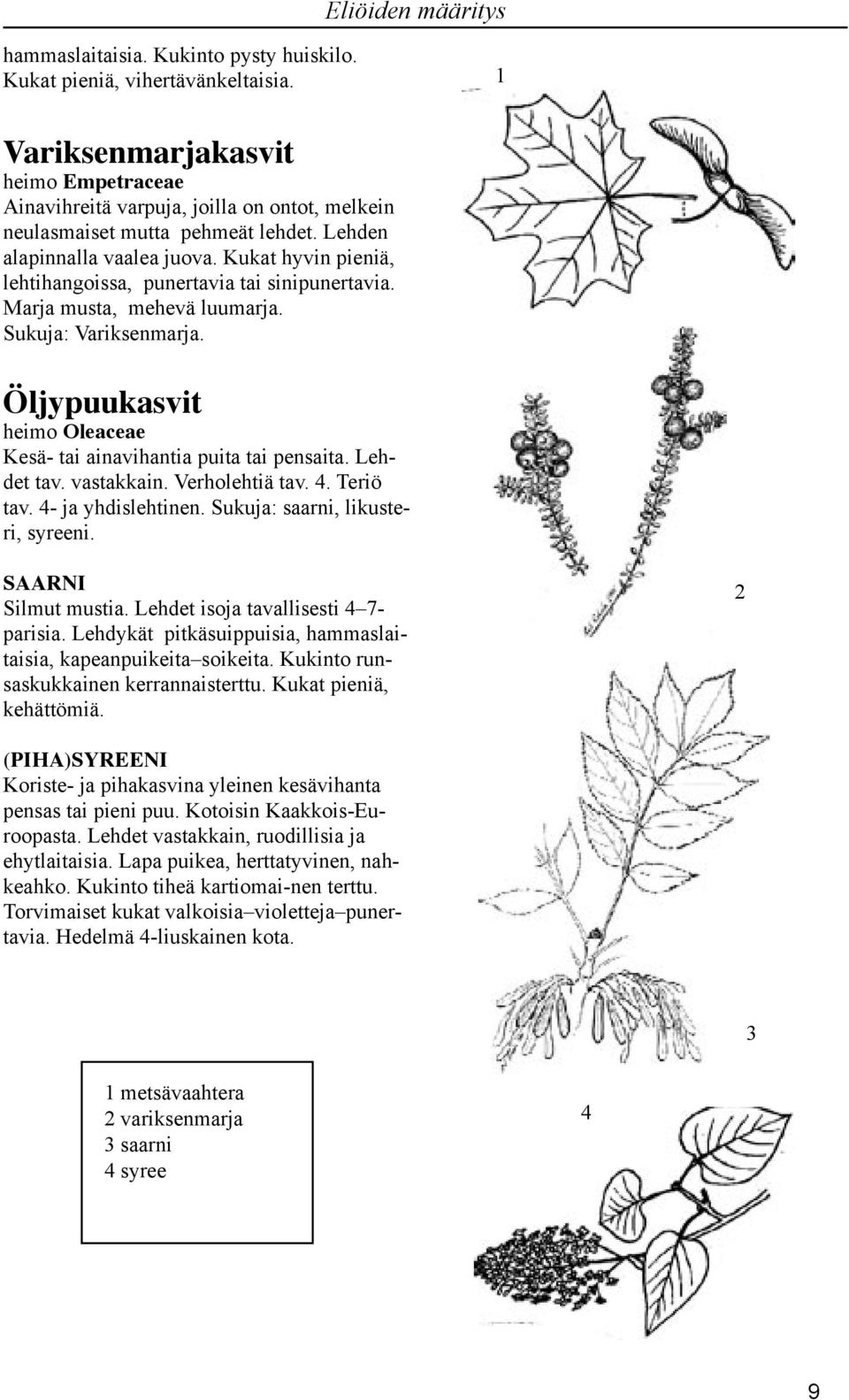 Öljypuukasvit heimo Oleaceae Kesä- tai ainavihantia puita tai pensaita. Lehdet tav. vastakkain. Verholehtiä tav.. Teriö tav. - ja yhdislehtinen. Sukuja: saarni, likusteri, syreeni.