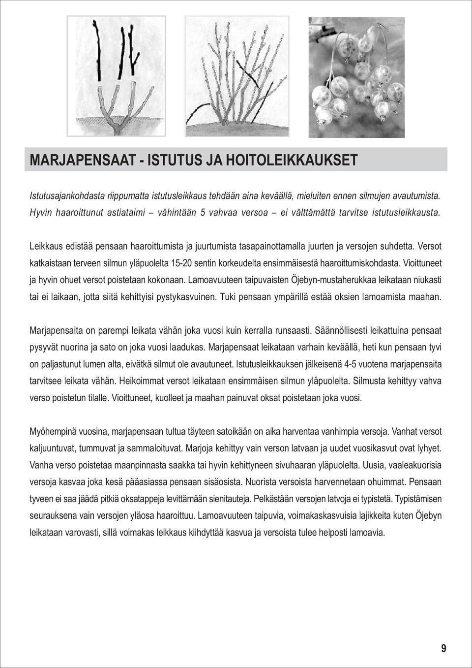 Leikkaus edistää pensaan haaroittumista ja juurtumista tasapainottamalla juurten ja versojen suhdetta.