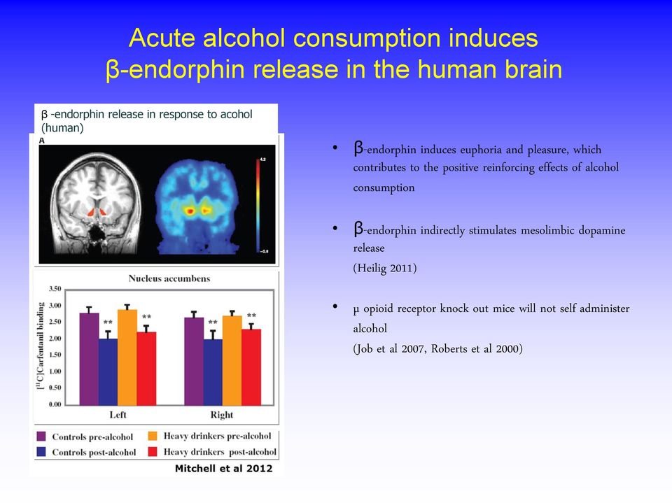 reinforcing effects of alcohol consumption β-endorphin indirectly stimulates mesolimbic dopamine release