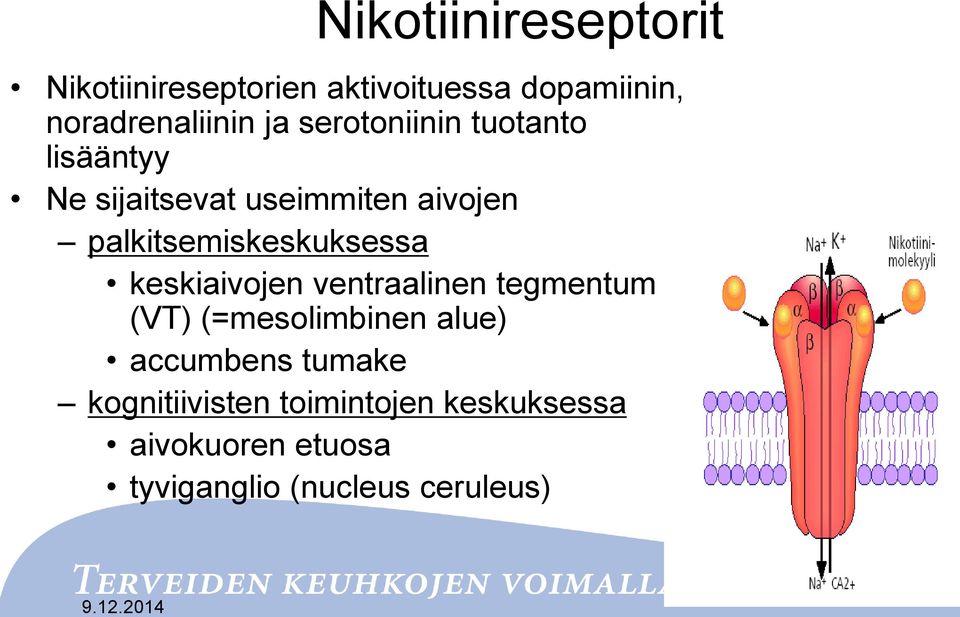 palkitsemiskeskuksessa keskiaivojen ventraalinen tegmentum (VT) (=mesolimbinen alue)