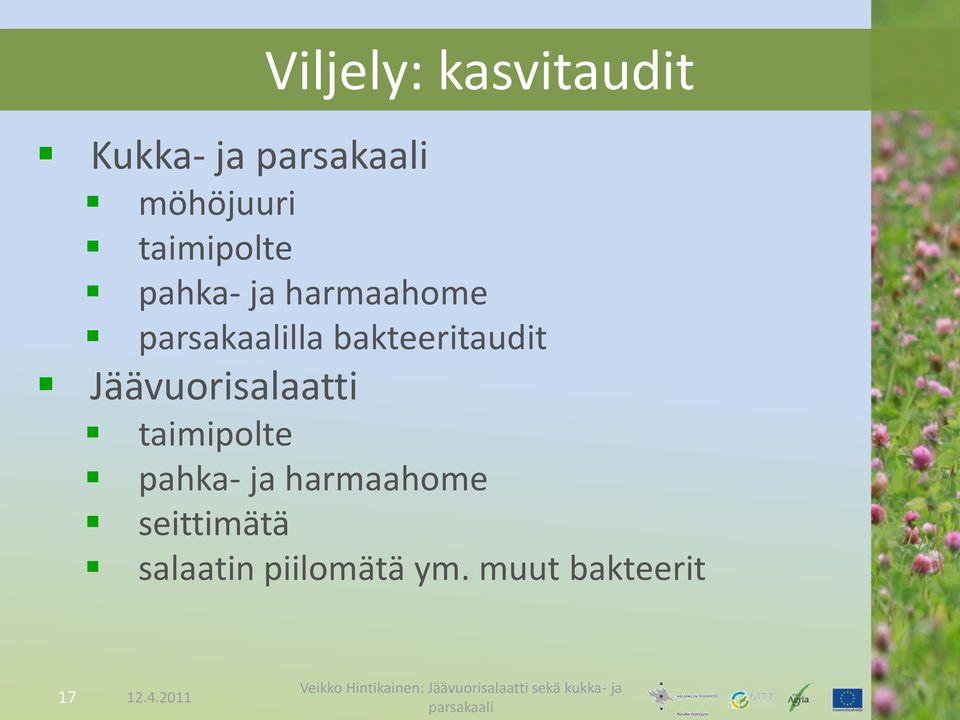 bakteeritaudit Jäävuorisalaatti taimipolte