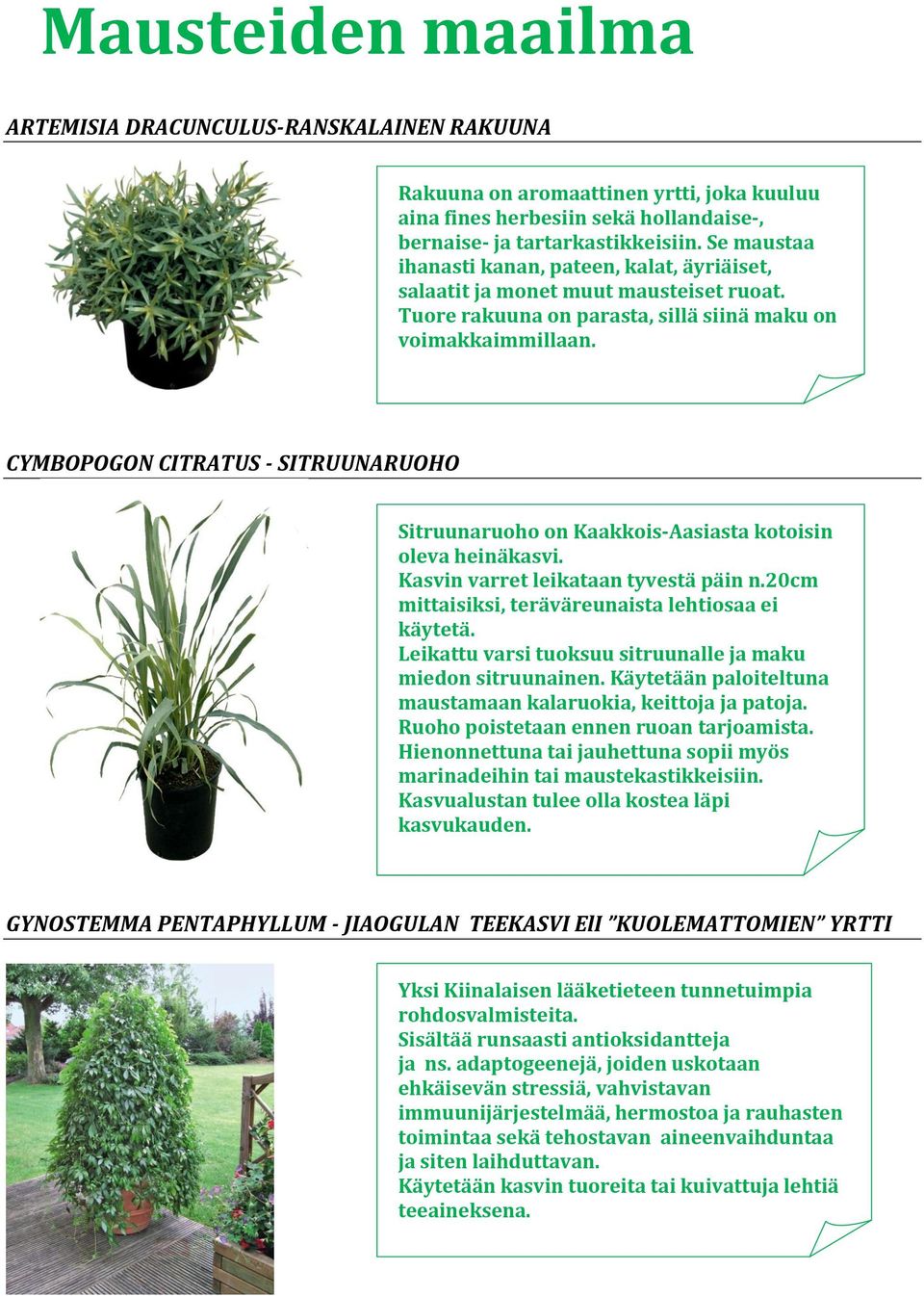 CYMBOPOGON CITRATUS - SITRUUNARUOHO Sitruunaruoho on Kaakkois-Aasiasta kotoisin oleva heinäkasvi. Kasvin varret leikataan tyvestä päin n.20cm mittaisiksi, teräväreunaista lehtiosaa ei käytetä.