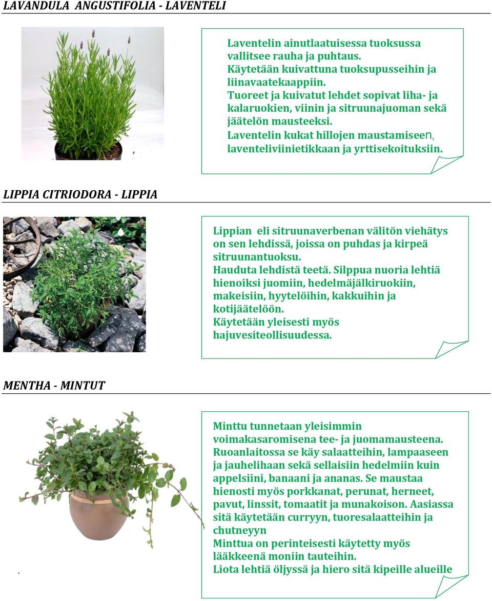 LIPPIA CITRIODORA - LIPPIA Lippian eli sitruunaverbenan välitön viehätys on sen lehdissä, joissa on puhdas ja kirpeä sitruunantuoksu. Hauduta lehdistä teetä.