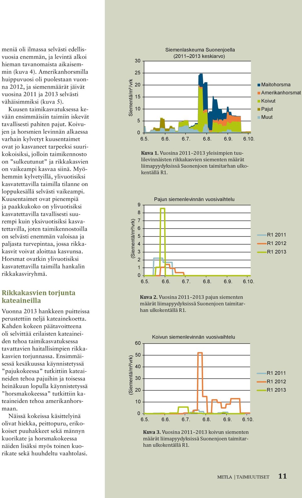 Kuusen taimikasvatuksessa kevään ensimmäisiin taimiin iskevät tavallisesti pahiten pajut.