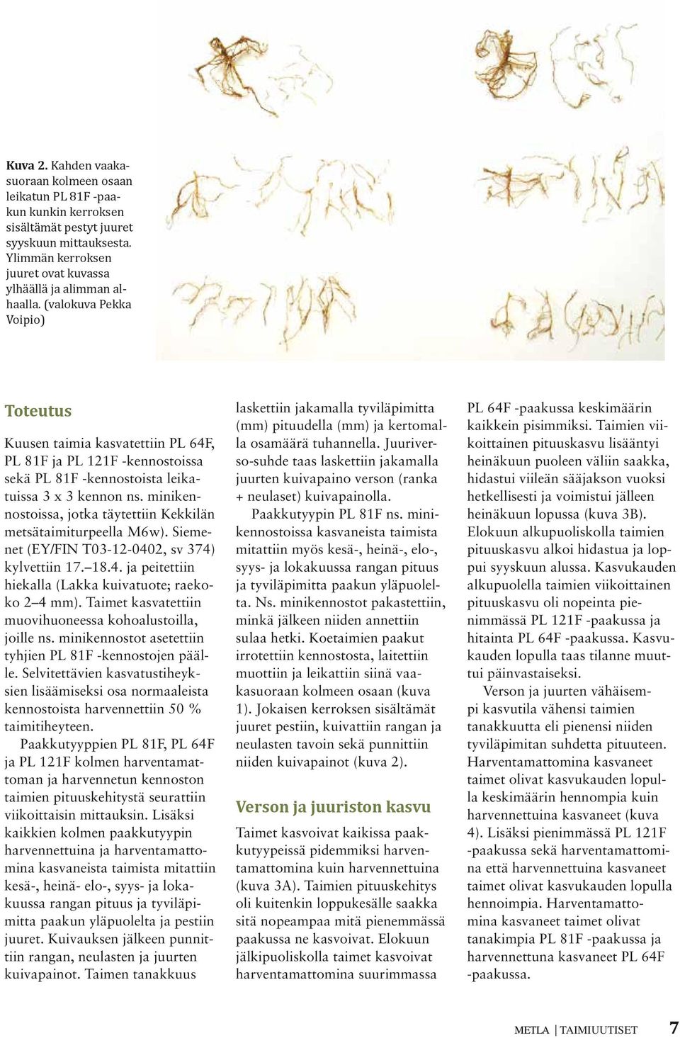 minikennostoissa, jotka täytettiin Kekkilän metsätaimiturpeella M6w). Siemenet (EY/FIN T03-12-0402, sv 374) kylvettiin 17. 18.4. ja peitettiin hiekalla (Lakka kuivatuote; raekoko 2 4 mm).