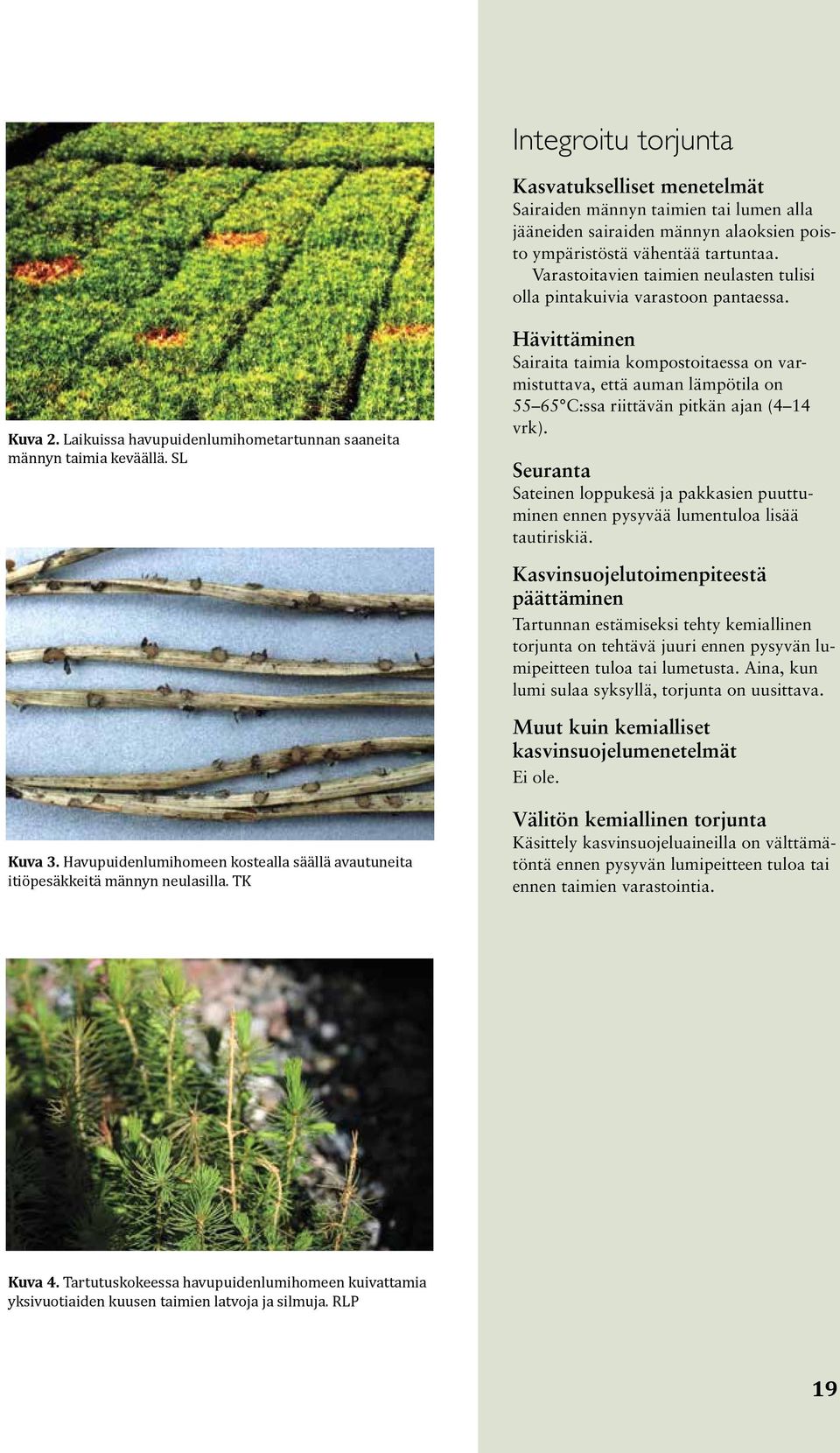 SL Hävittäminen Sairaita taimia kompostoitaessa on varmistuttava, että auman lämpötila on 55 65 C:ssa riittävän pitkän ajan (4 14 vrk).