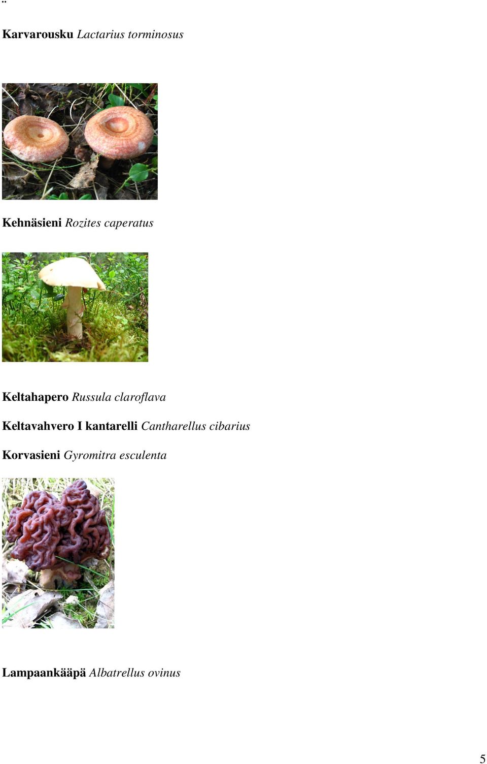 Keltavahvero I kantarelli Cantharellus cibarius
