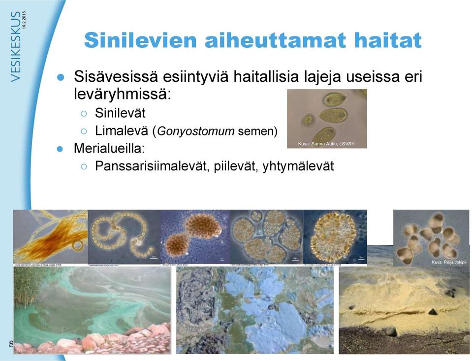 Limalevä (Gonyostomum semen) Merialueilla: