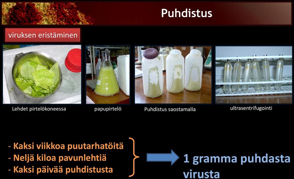 - Kaksi viikkoa puutarhatöitä - Neljä kiloa