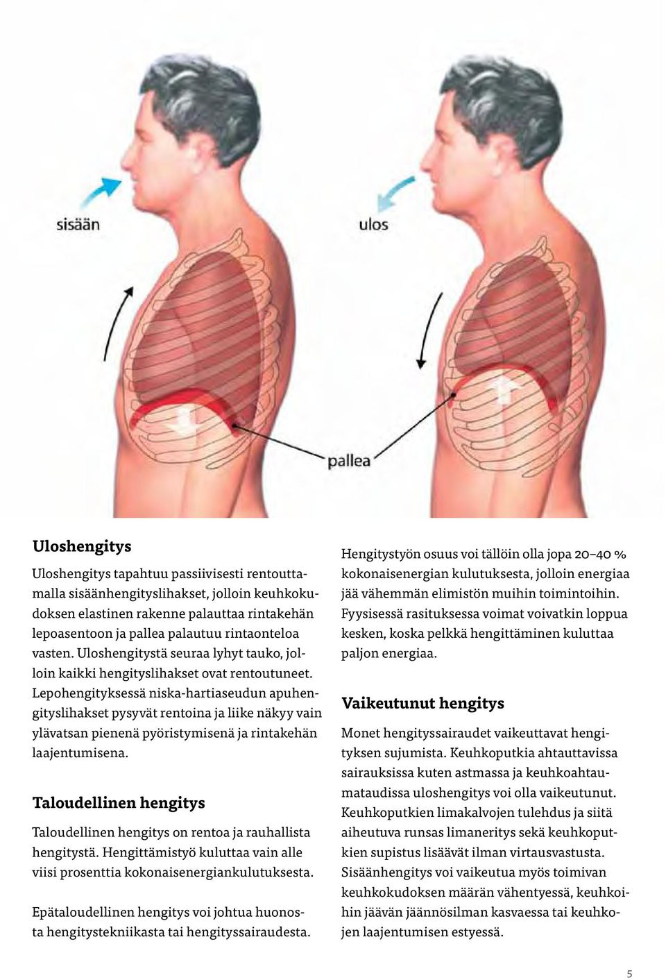 Lepohengityksessä niska-hartiaseudun apuhengityslihakset pysyvät rentoina ja liike näkyy vain ylävatsan pienenä pyöristymisenä ja rintakehän laajentumisena.