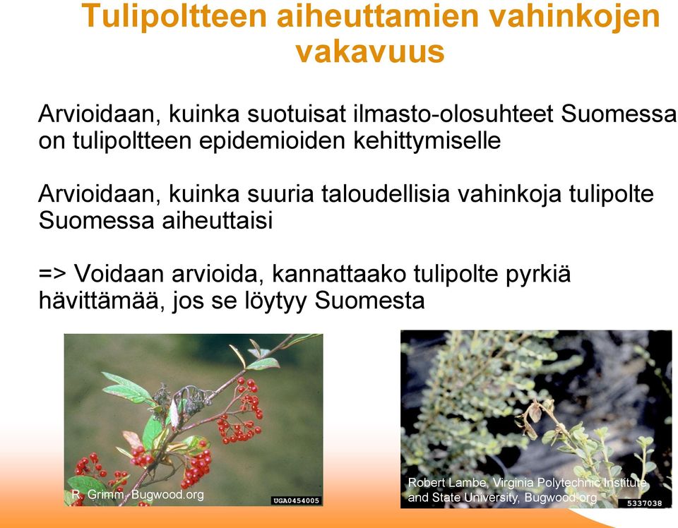 Suomessa aiheuttaisi => Voidaan arvioida, kannattaako tulipolte pyrkiä hävittämää, jos se löytyy