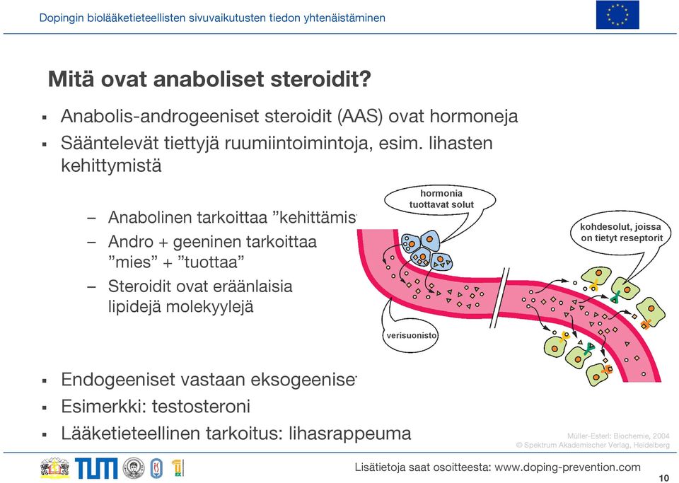 molekyylejä hormonia tuottavat solut kohdesolut, joissa on tietyt reseptorit verisuonisto Endogeeniset vastaan eksogeeniset steroidit