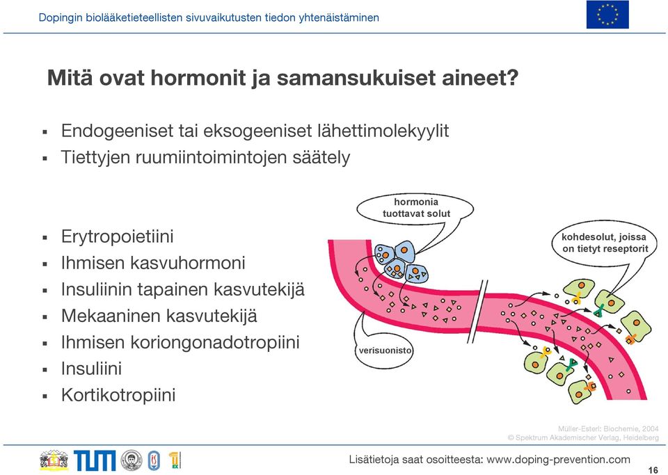 Ihmisen kasvuhormoni Insuliinin tapainen kasvutekijä Mekaaninen kasvutekijä Ihmisen koriongonadotropiini