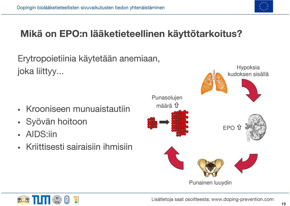 .. Hypoksia kudoksen sisällä Krooniseen munuaistautiin Syövän