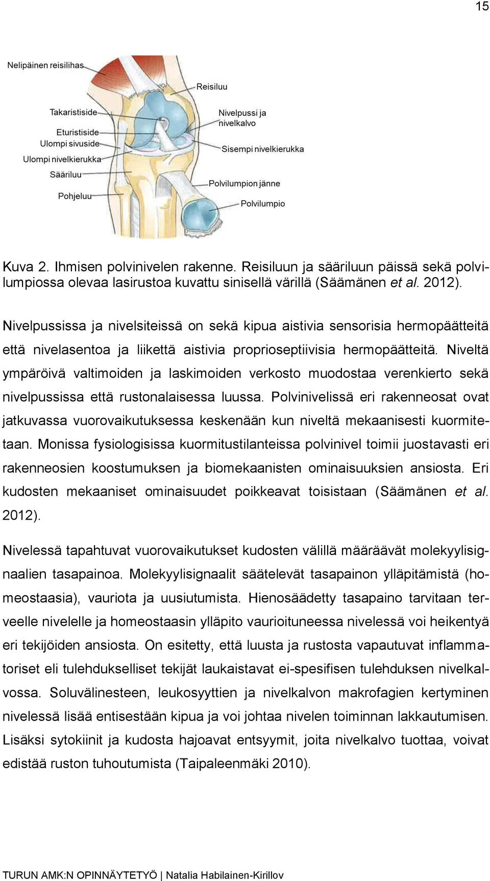 Niveltä ympäröivä valtimoiden ja laskimoiden verkosto muodostaa verenkierto sekä nivelpussissa että rustonalaisessa luussa.