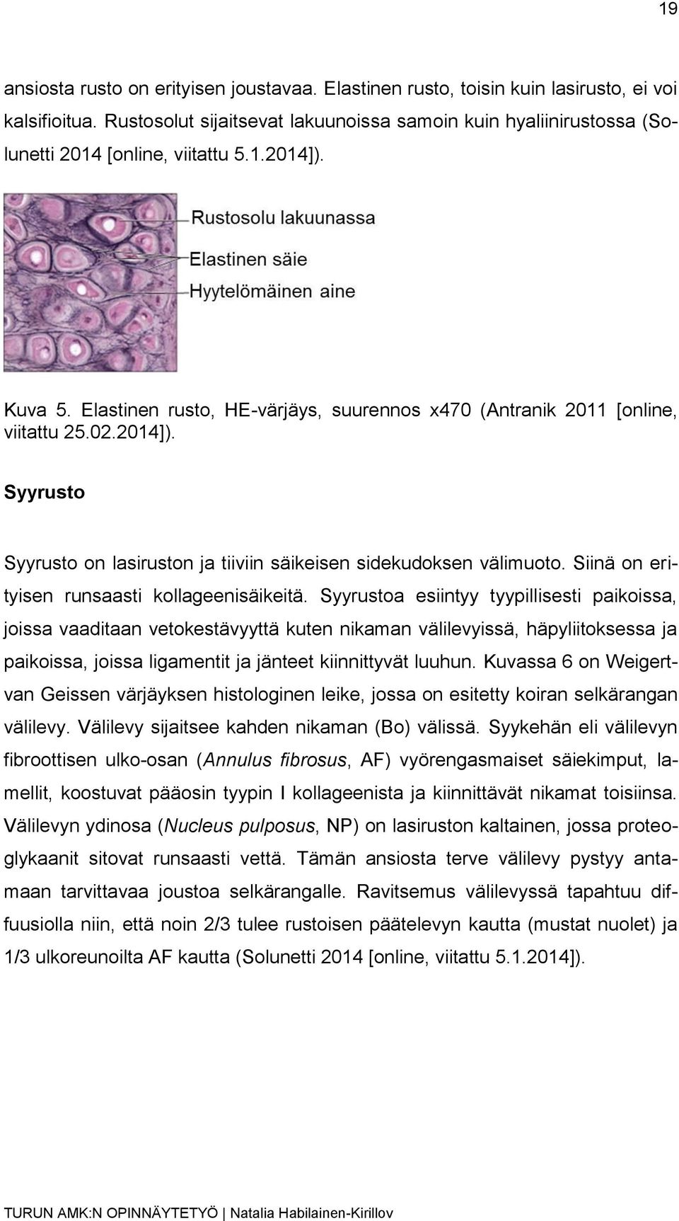 02.2014]). Syyrusto Syyrusto on lasiruston ja tiiviin säikeisen sidekudoksen välimuoto. Siinä on erityisen runsaasti kollageenisäikeitä.