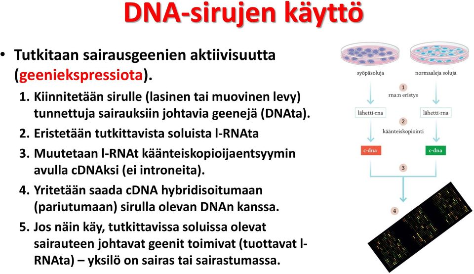 Eristetään tutkittavista soluista l-rnata 3. Muutetaan l-rnat käänteiskopioijaentsyymin avulla cdnaksi (ei introneita). 4.