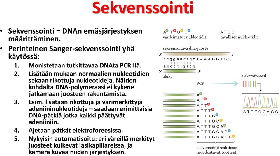 Näiden kohdalta DNA-polymeraasi ei kykene jatkamaan juosteen rakentamista. 3. Esim.