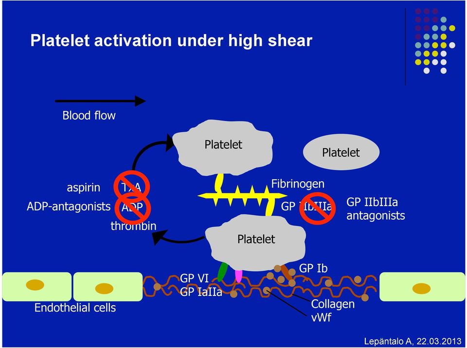 thrombin Endothelial cells GP VI GP IaIIa Platelet