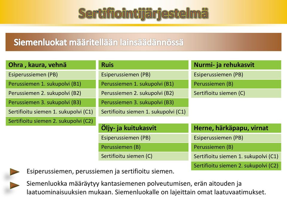 sukupolvi (C1) Öljy- ja kuitukasvit Esiperussiemen (PB) Perussiemen (B) Sertifioitu siemen (C) Esiperussiemen, perussiemen ja sertifioitu siemen.