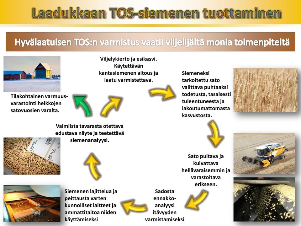 Siemeneksi tarkoitettu sato valittava puhtaaksi todetusta, tasaisesti tuleentuneesta ja lakoutumattomasta kasvustosta.