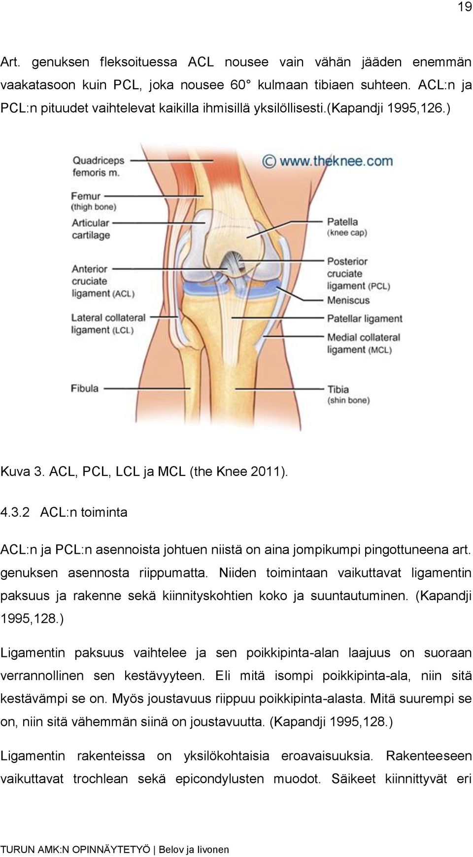 Niiden toimintaan vaikuttavat ligamentin paksuus ja rakenne sekä kiinnityskohtien koko ja suuntautuminen. (Kapandji 1995,128.