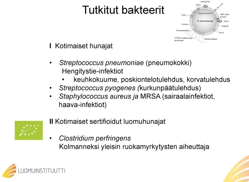 aureus ja MRSA (sairaalainfektiot, haava-infektiot) II Kotimaiset sertifioidut luomuhunajat Clostridium