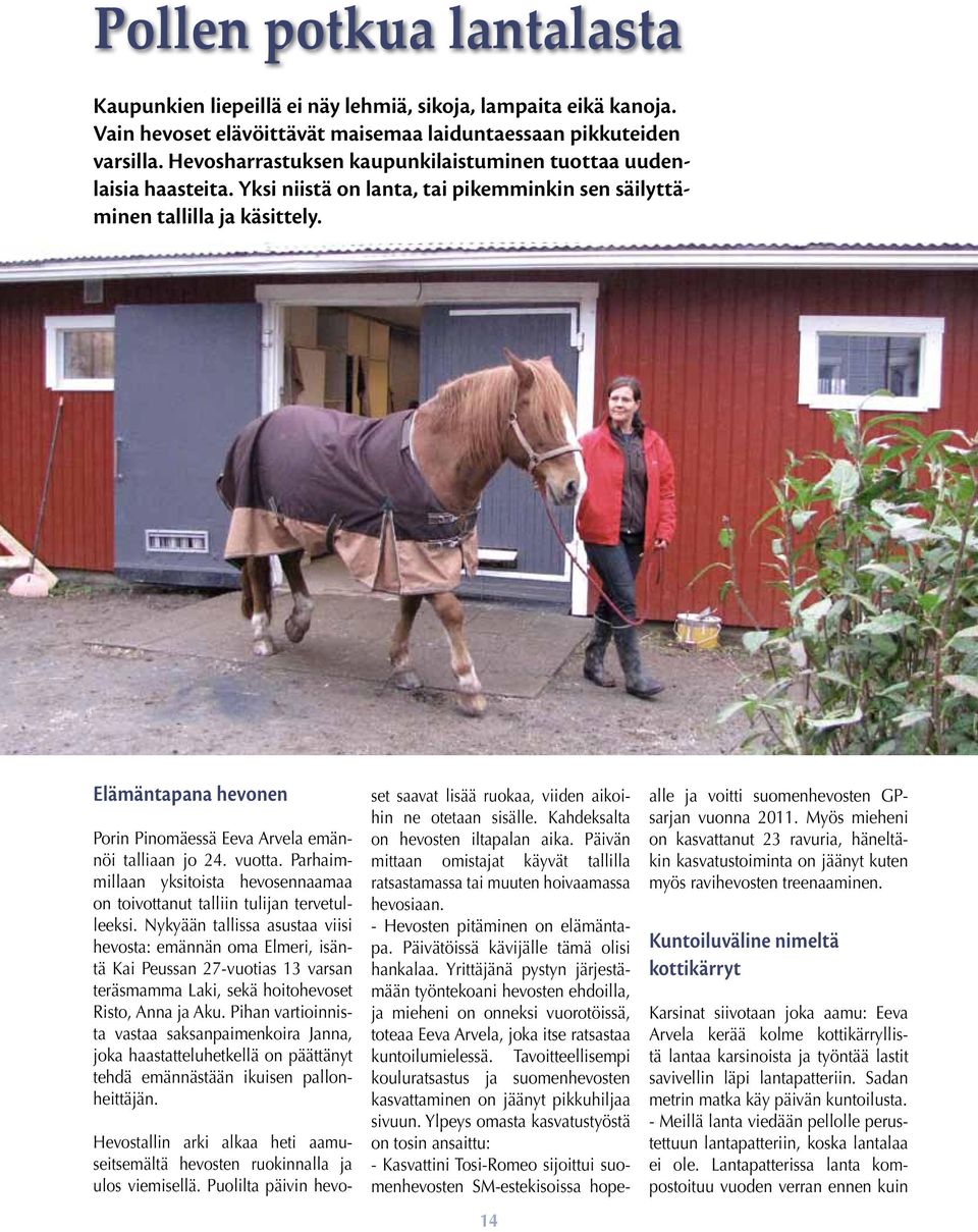 Elämäntapana hevonen Porin Pinomäessä Eeva Arvela emännöi talliaan jo 24. vuotta. Parhaimmillaan yksitoista hevosennaamaa on toivottanut talliin tulijan tervetulleeksi.