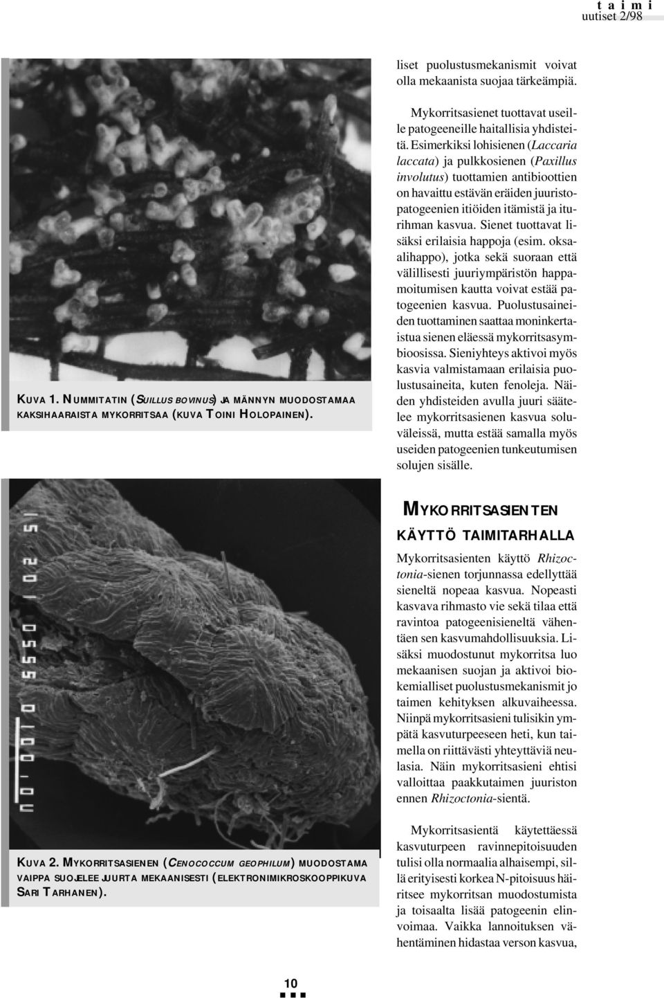 Esimerkiksi lohisienen (Laccaria laccata) ja pulkkosienen (Paxillus involutus) tuottamien antibioottien on havaittu estävän eräiden juuristopatogeenien itiöiden itämistä ja iturihman kasvua.