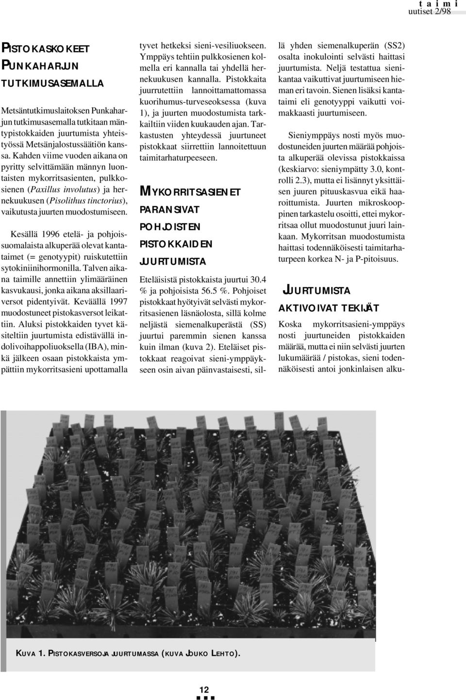 Kesällä 1996 etelä- ja pohjoissuomalaista alkuperää olevat kantataimet (= genotyypit) ruiskutettiin sytokiniinihormonilla.