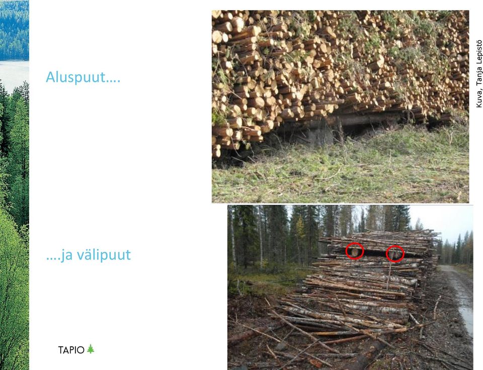 Aluspuut.