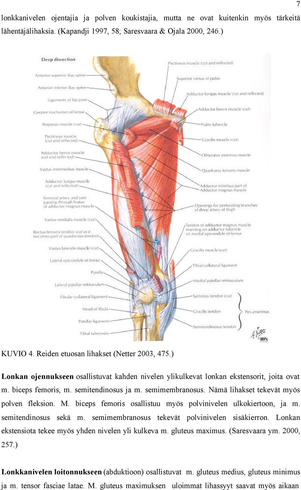 Nämä lihakset tekevät myös polven fleksion. M. biceps femoris osallistuu myös polvinivelen ulkokiertoon, ja m. semitendinosus sekä m. semimembranosus tekevät polvinivelen sisäkierron.