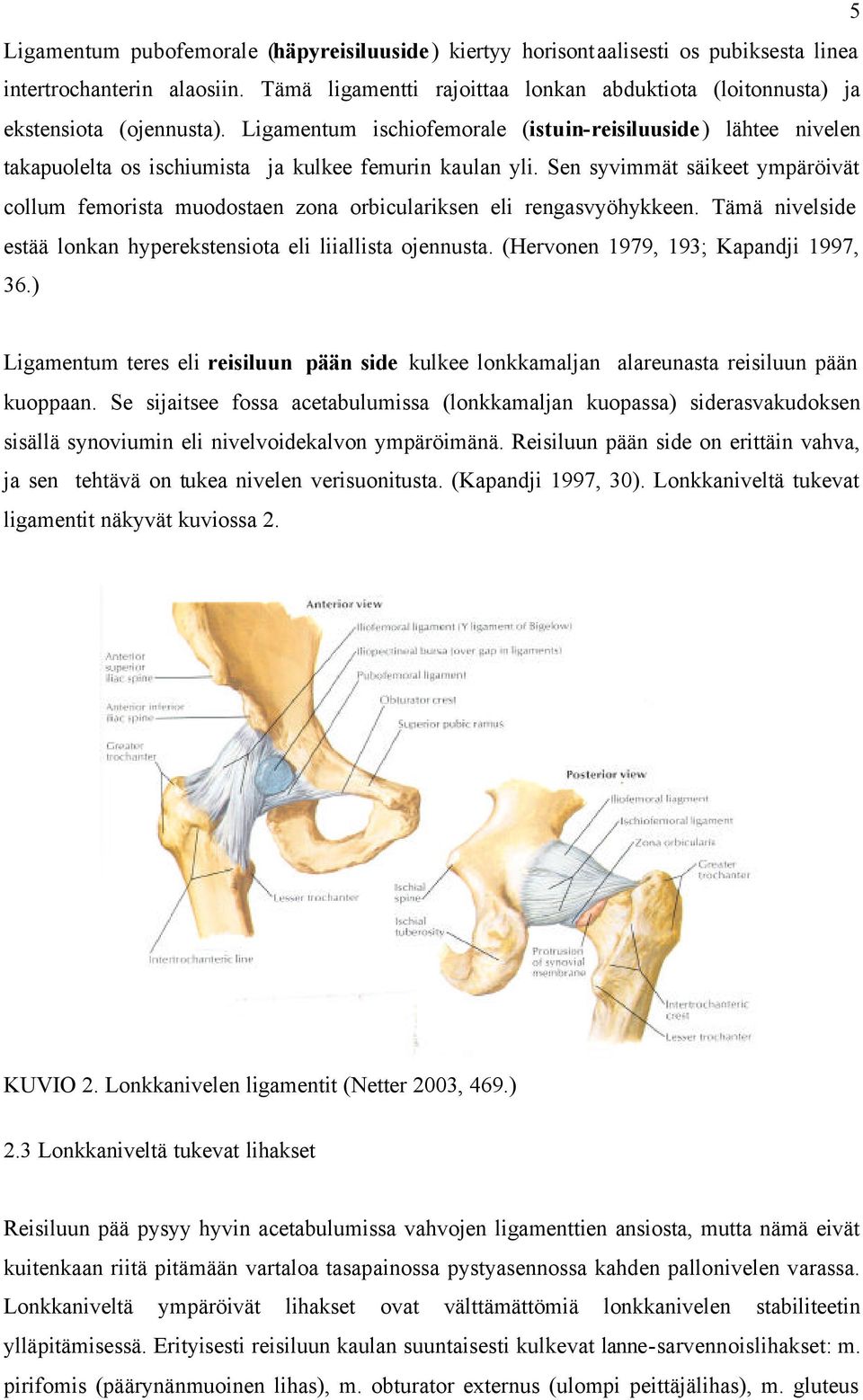 Ligamentum ischiofemorale (istuin-reisiluuside) lähtee nivelen takapuolelta os ischiumista ja kulkee femurin kaulan yli.