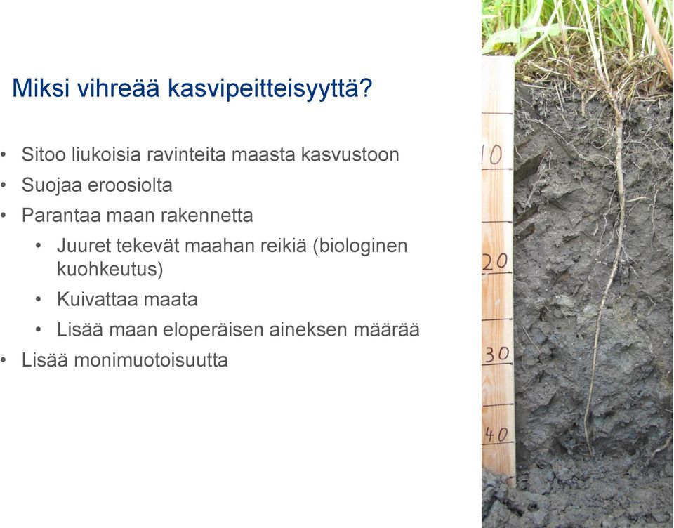 Parantaa maan rakennetta Juuret tekevät maahan reikiä