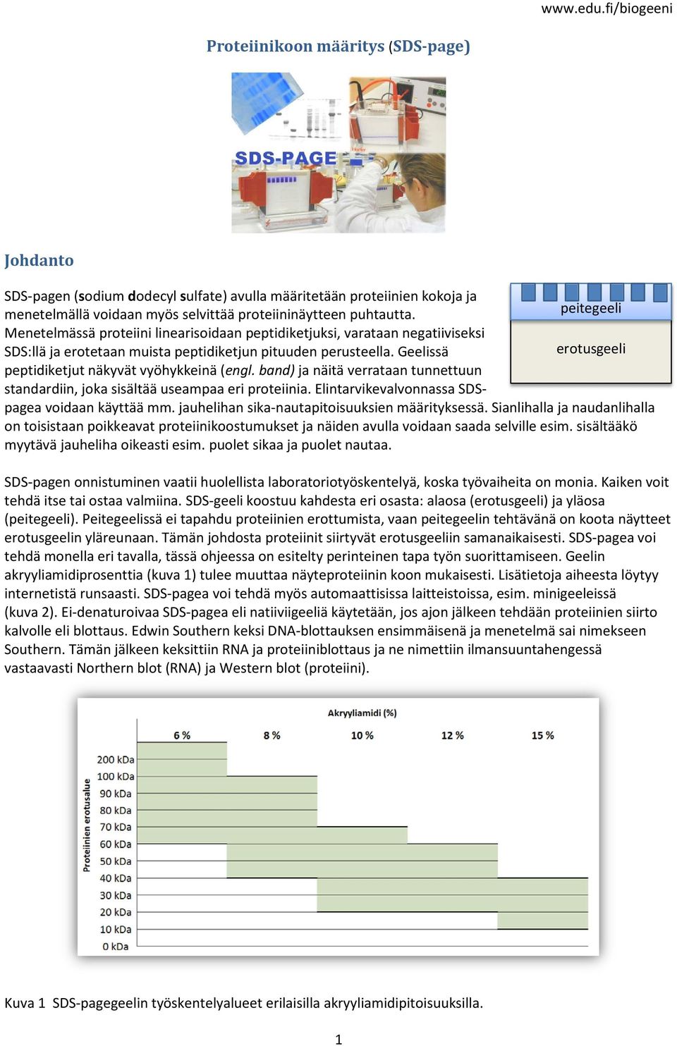 Geelissä erotusgeeli peptidiketjut näkyvät vyöhykkeinä (engl. band) ja näitä verrataan tunnettuun standardiin, joka sisältää useampaa eri proteiinia.