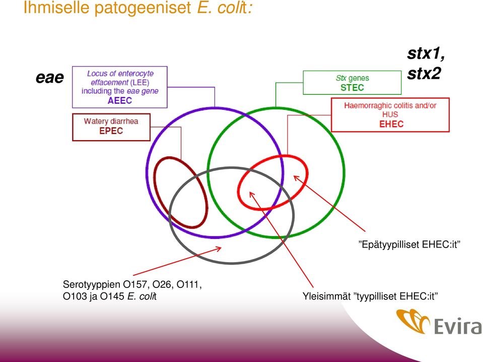 EHEC:it Serotyyppien O157, O26, O111,