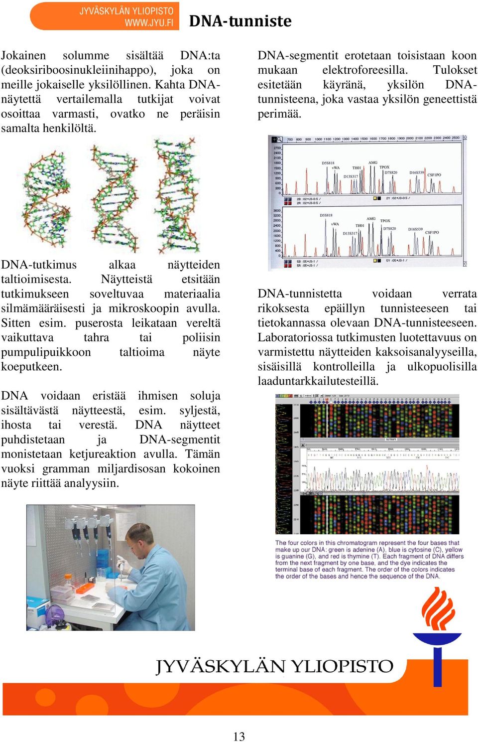 Tulokset esitetään käyränä, yksilön DNAtunnisteena, joka vastaa yksilön geneettistä perimää. DNA-tutkimus alkaa näytteiden taltioimisesta.