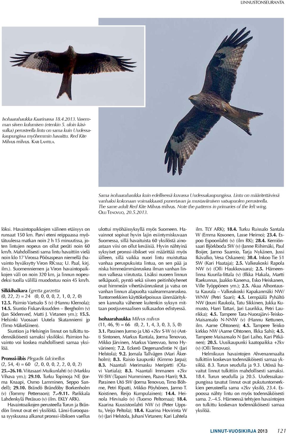 Lintu on määritettävissä vanhaksi kokonaan voimakkaasti punertavan ja mustaviiruisen vatsapuolen perusteella. The same adult Red Kite Milvus milvus. Note the patterns in primaries of the left wing.