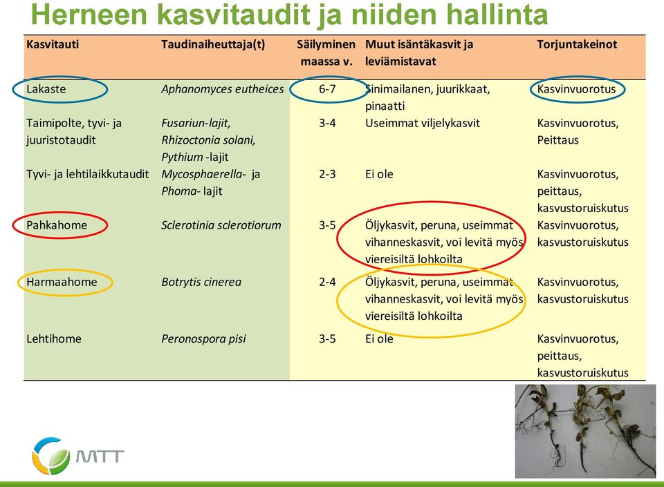 solani, Pythium -lajit 3-4 Useimmat viljelykasvit Kasvinvuorotus, Peittaus Tyvi- ja lehtilaikkutaudit Mycosphaerella- ja Phoma- lajit 2-3 Ei ole Kasvinvuorotus, peittaus, Pahkahome Sclerotinia