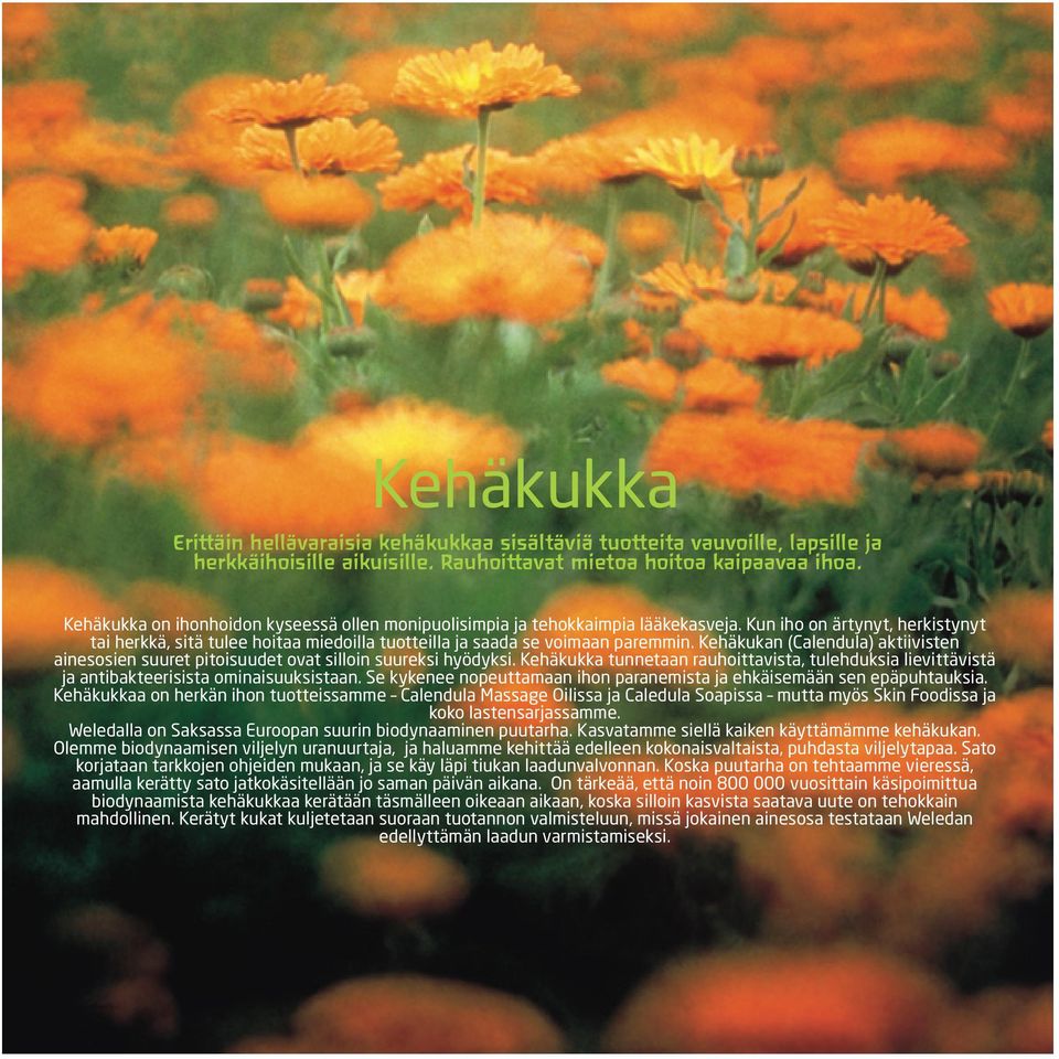 Kehäkukan (Calendula) aktiivisten ainesosien suuret pitoisuudet ovat silloin suureksi hyödyksi. Kehäkukka tunnetaan rauhoittavista, tulehduksia lievittävistä ja antibakteerisista ominaisuuksistaan.