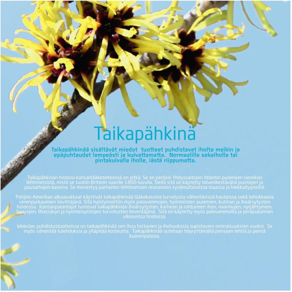 Siellä sitä on käytetty talvenkestävänä puistojen ja puutarhojen kasvina. Se menestyy parhaiten lehtimetsien reunamien syvämultaisessa maassa ja hiekkadyyneillä.