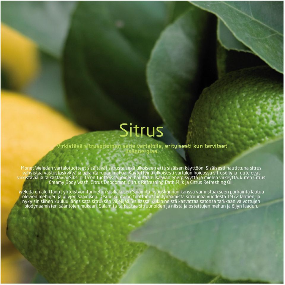 Siksi niitä on tuotteissa, joiden halutaan lisäävän energisyyttä ja mielen virkeyttä, kuten Citrus Creamy Body Wash, Citrus Deodorant, Citrus Refreshing Bath Milk ja Citrus Refreshing Oil.