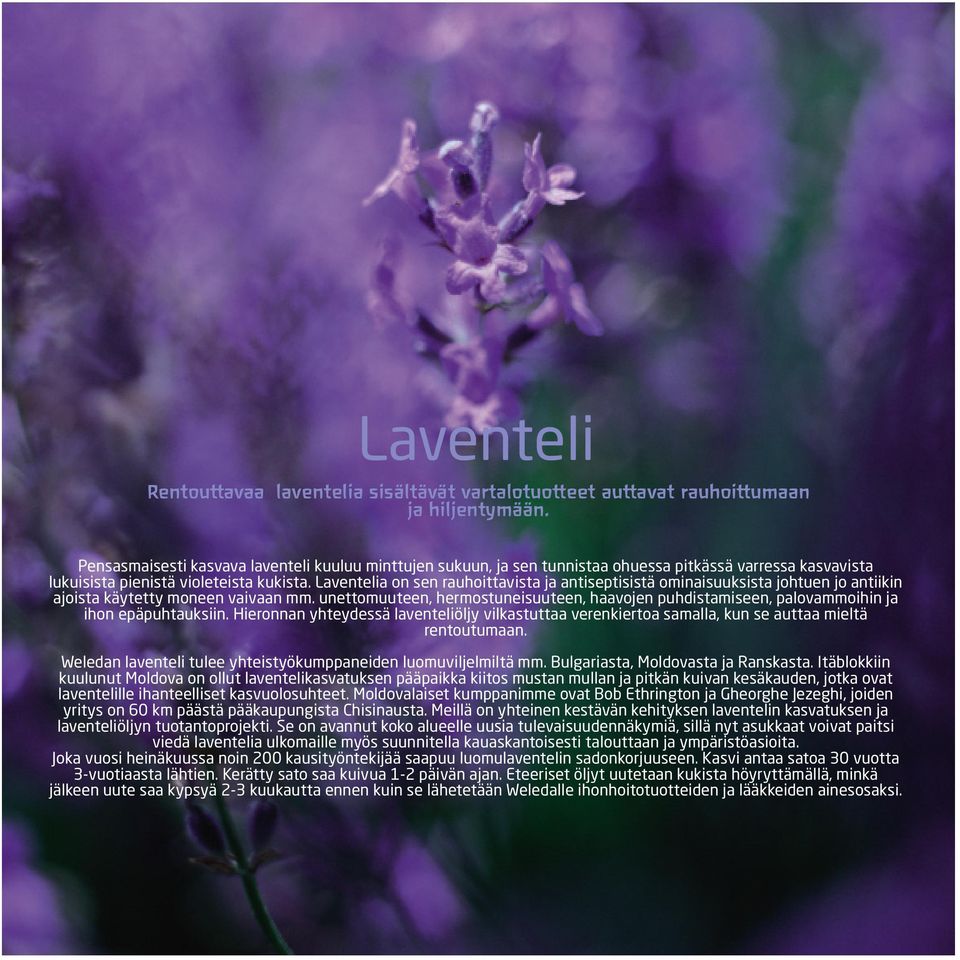 Laventelia on sen rauhoittavista ja antiseptisistä ominaisuuksista johtuen jo antiikin ajoista käytetty moneen vaivaan mm.