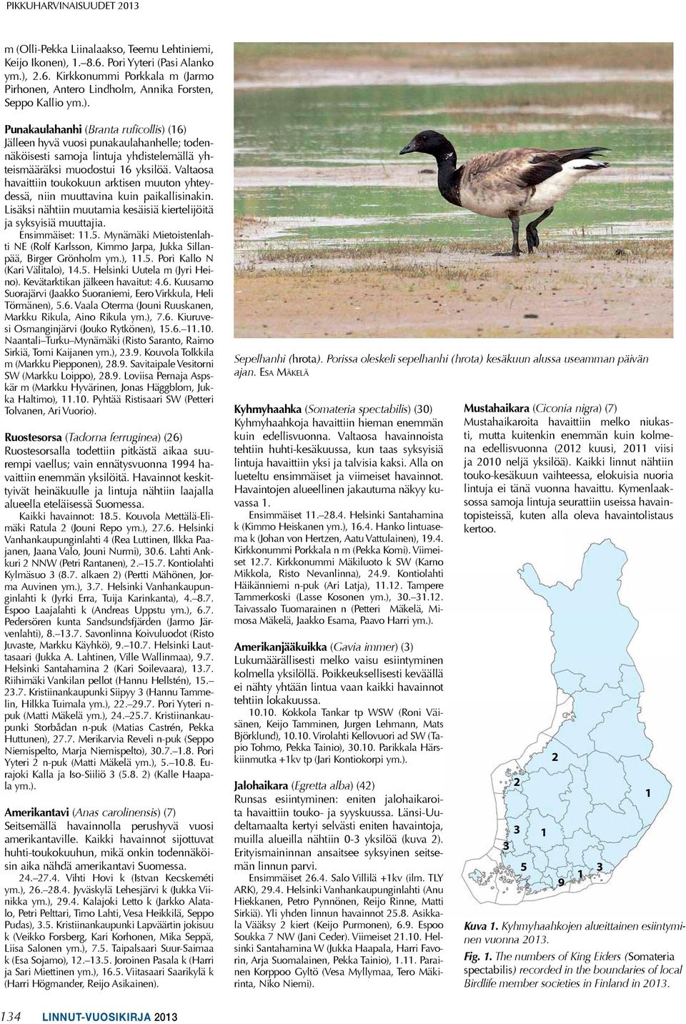Valtaosa havaittiin toukokuun arktisen muuton yhteydessä, niin muuttavina kuin paikallisinakin. Lisäksi nähtiin muutamia kesäisiä kiertelijöitä ja syksyisiä muuttajia. ensimmäiset:.5.