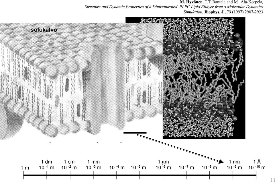 Bilayer from a Molecular Dynamics Simulation, Biophys. J.