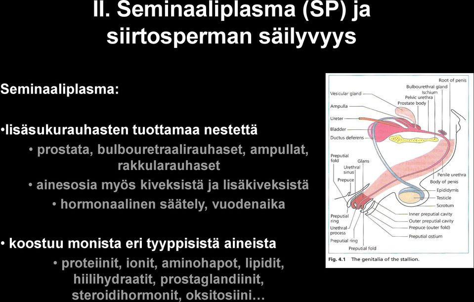 ja lisäkiveksistä hormonaalinen säätely, vuodenaika koostuu monista eri tyyppisistä aineista