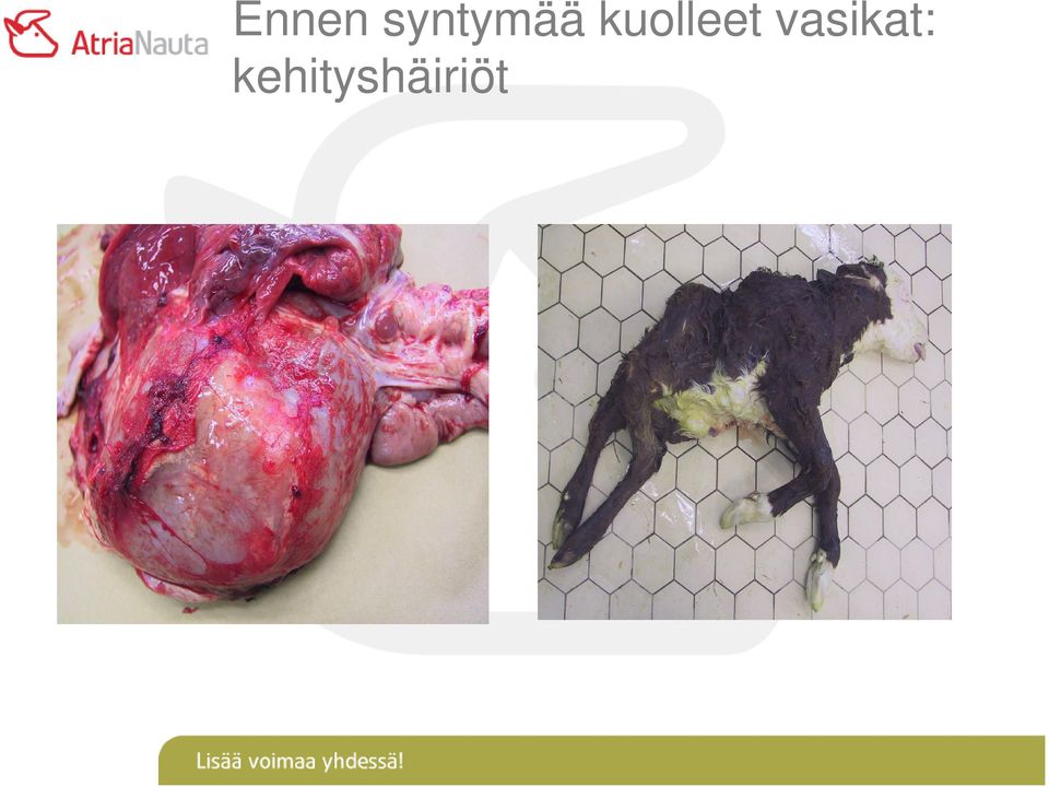 kuolleet